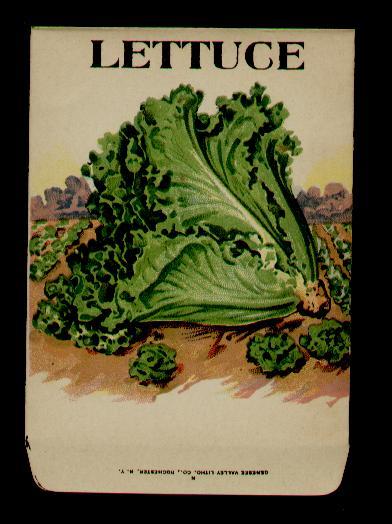 ANTIQUE 1910’s LETTUCE (FIELD ROWS) LITHO SEED PACKET ~L@@K~ MUST SEE – WOW
