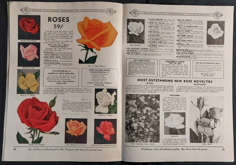 1934 Seed Nursery Catalog Maloney Brothers Dansville NY Roses Vegetable Fruits gallery