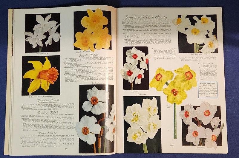 Vintage 1956 Wayside Gardens Autumn Planting Seed Bulb Catalog Mentor Ohio Rare