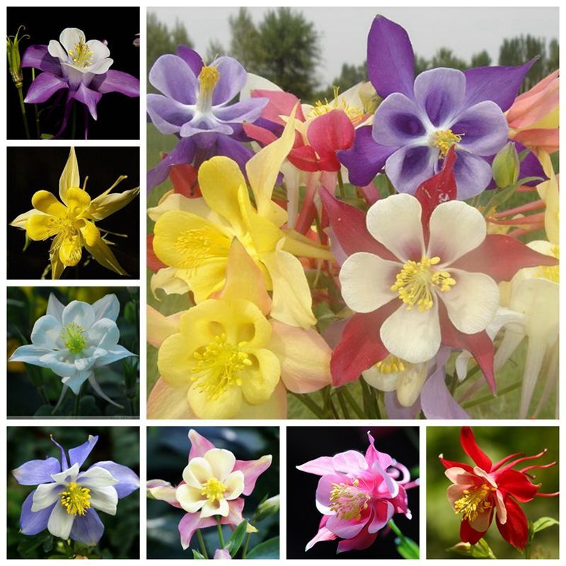 50 Colourful Columbine Seeds Aquilegia Seed