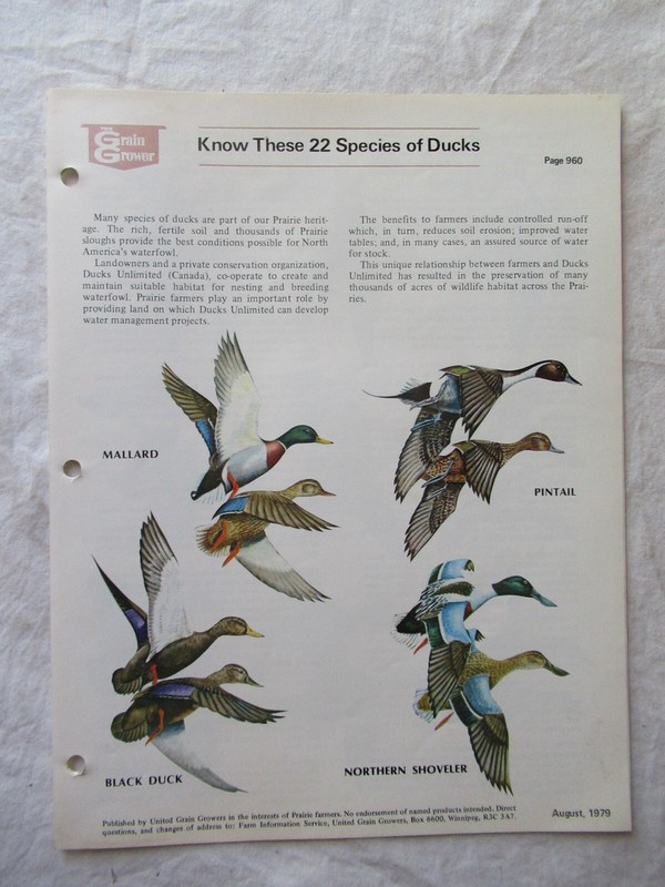 22 Duck Species Brochure by the Grain Growers 1979
