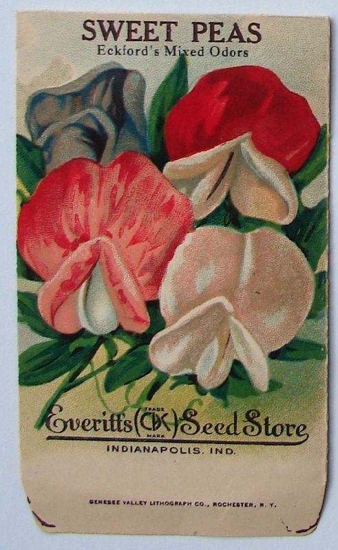 1910’s SWEET PEAS LITHO SEED PACKET – EVERITT’S SEED CO., INDIANAPOLIS,IND