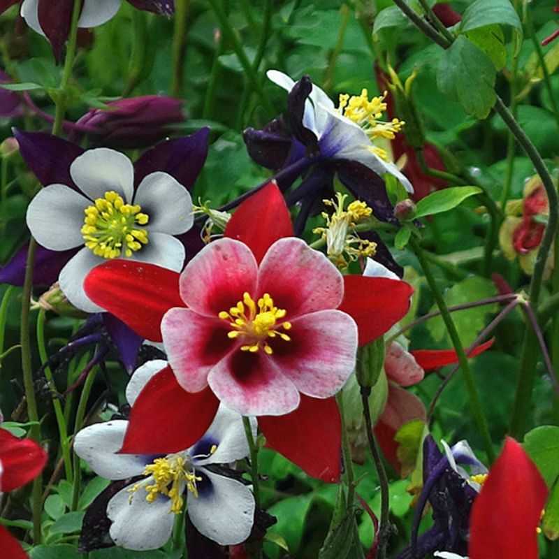 50 Colourful Columbine Seeds Aquilegia Seed gallery