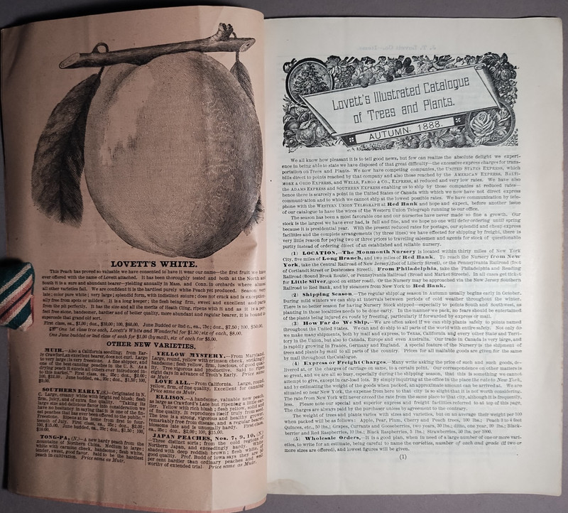1888 JT Lovett Co Little Silver NJ Fruit Nut Trees Plants Catalog B1-63 gallery
