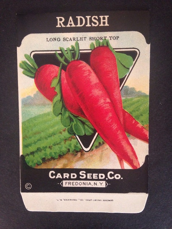 1930s Litho Antique Vintage Seed Packet Radish Long Scarlet Seed Co Pack Mint