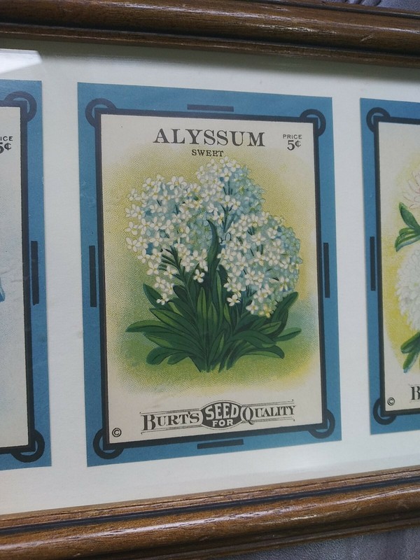 Vintage Framed Wall Art Burt’s Seeds Sweet Peas Alyssum Water With COA gallery