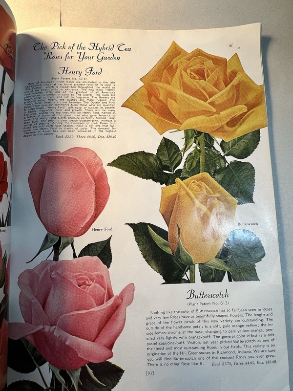 1955 Wayside Gardens Root Strength Planting Illustrated Seed Catalog gallery