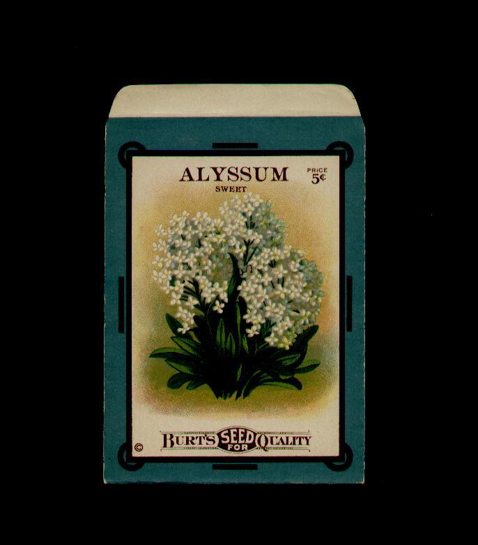 1910’s ANTIQUE BURT’S ALYSSUM LITHO SEED PACKET ~RARE~ #22