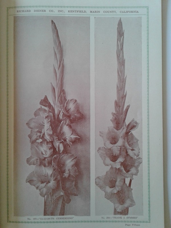 Vintage Garden Richard Diener Company Flower Catalogue. gallery