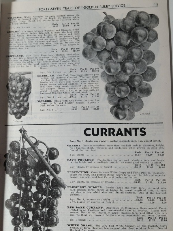 1940 Allen's Nurseries and Seed House Catalog Geneva, Ohio Golden Jubilee Peach gallery