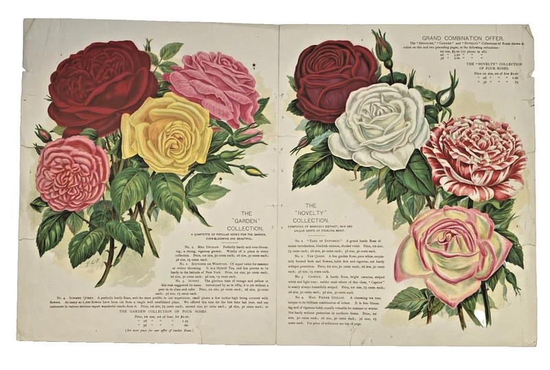2 Antique 1893 Garden Catalog Pages COTTAGE ROSES Romantic Victorian 17″ x 10.5″