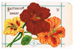 VINTAGE SEED PACKET FLOWERS GARDENING C1910 BURTS ORIGINAL DWARF NASTURTIUM B6