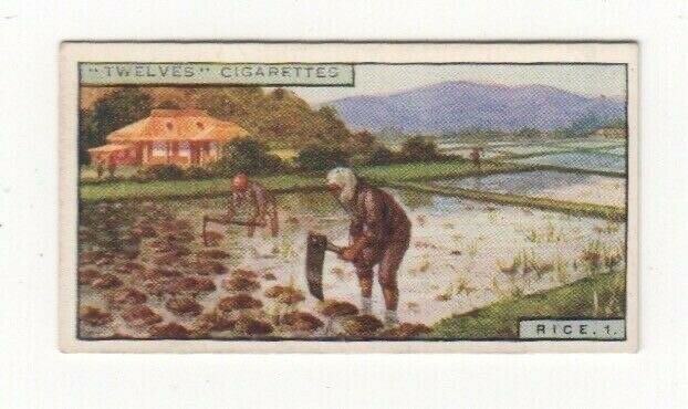 NZ Dominion Cigarette Card #28 Hoeing the ground before planting rice in Japan