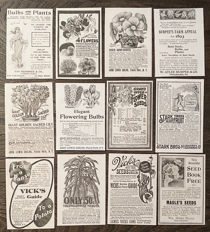 Flower Bulbs&Plant Seed Garden Companies Vtg c1890s Victorian Era Print Ad Lot12