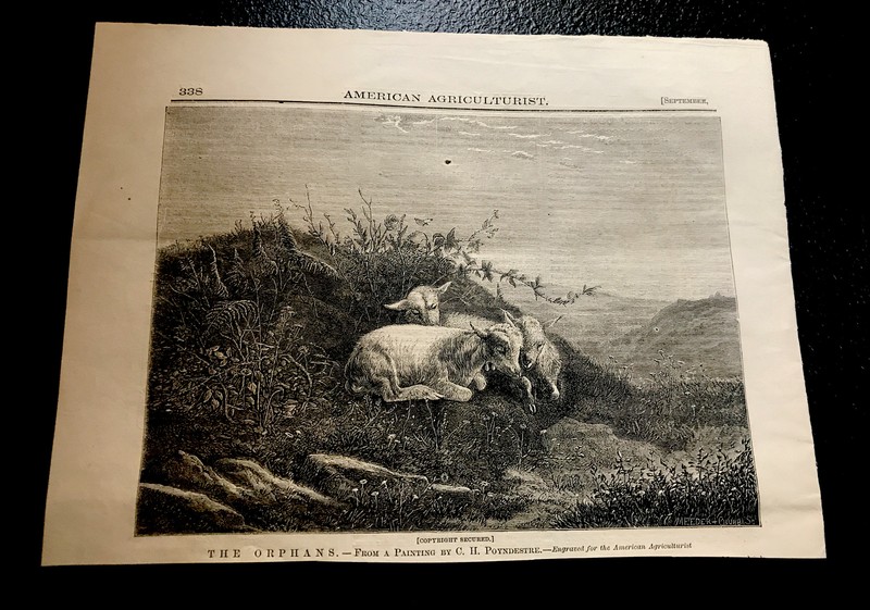 ORIGINAL 1868 THE ORPHANS Lamb Sheep Farm Engraving Advertising