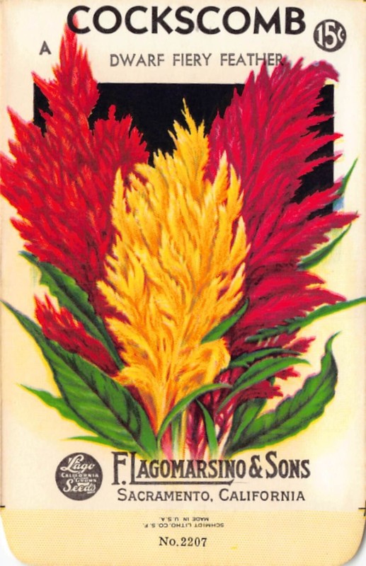 Vintage Seed Packet: COCKSCOMB, Lagomarsino & Sons, Sacramento, 1940’s