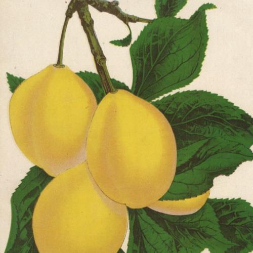 Victorian Seed Catalog Print COE’S LEMON Chromolithograph 1884 Botanical Art