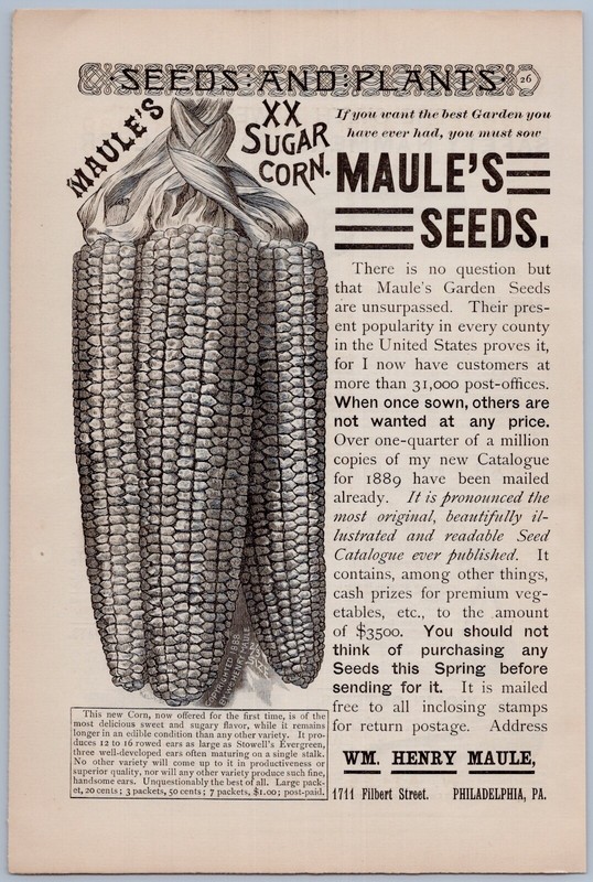 1889 Maules Seeds Vintage Ad New Sugar Corn Garden Gardening Farming Vegetables