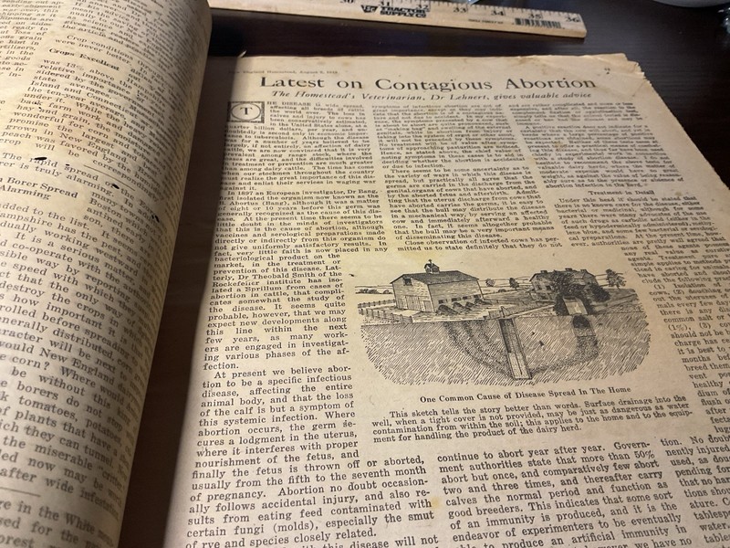 1919 New England Homestead Newspaper Cattle + Cattle Diseas Tons Of Farm Ads gallery