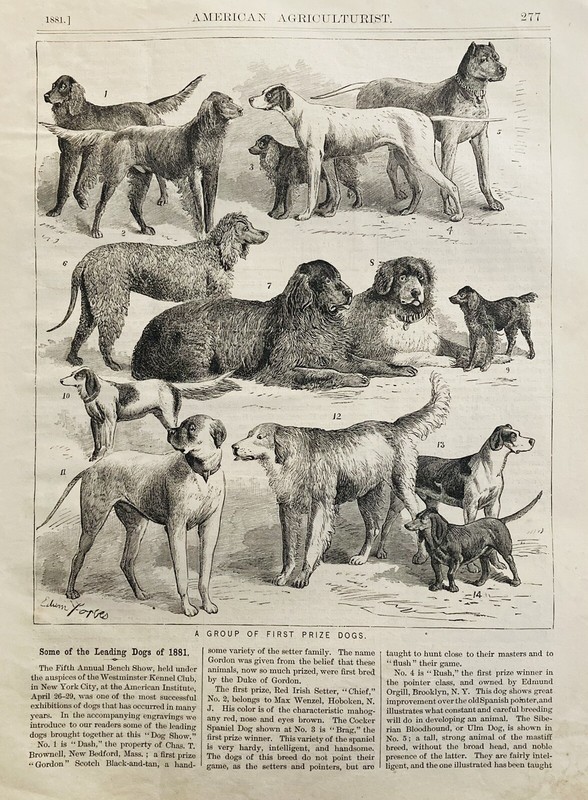 1881 AD.(XH76)~AMERICAN AGRICULTURIST MAGAZINE PAGE~ENGRAVING OF LEADING DOGS