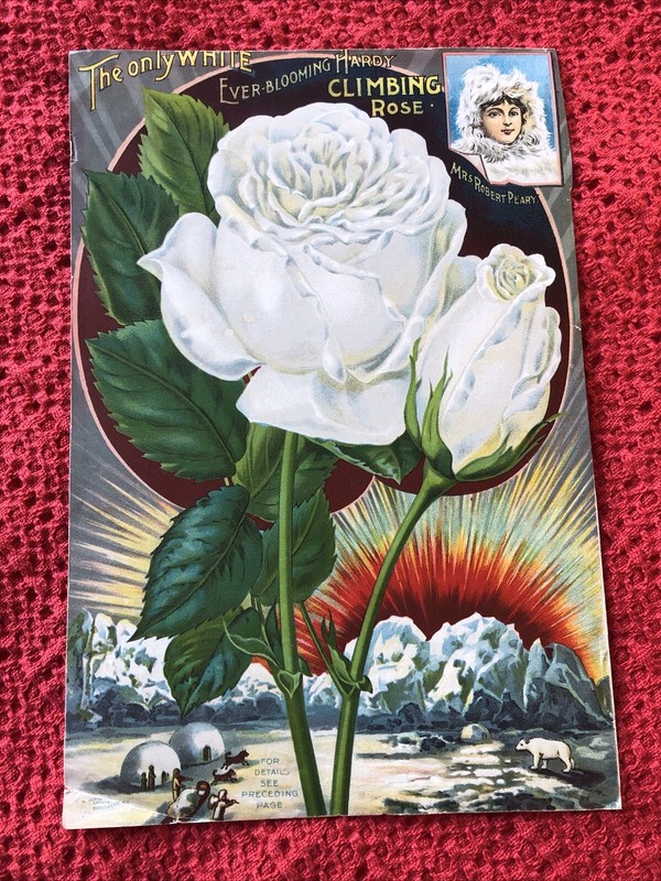 Antique White Climbing Rose Cover For The Dingee & Conard Co. Seeds/Plants 1897