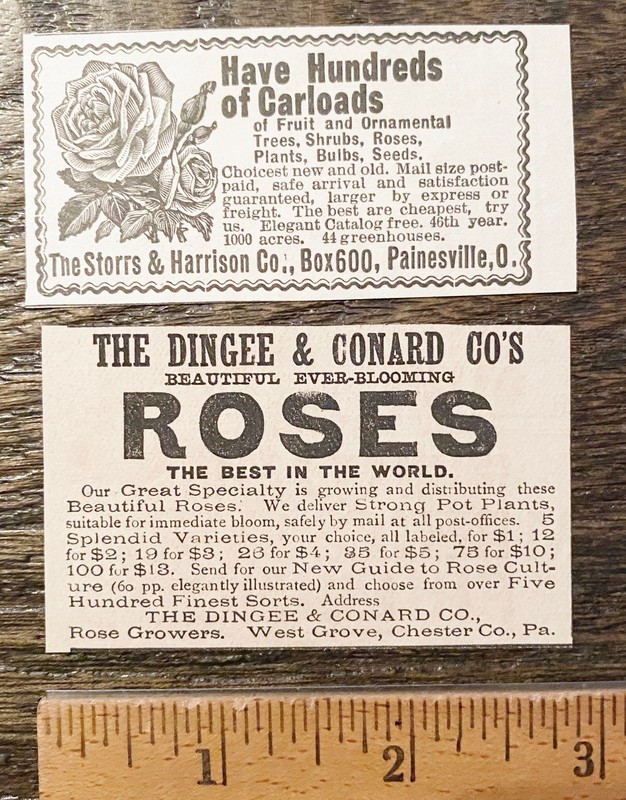 ROSES Striped American Beauty Flower Seed Garden Companies c1890s Print Ad Lot11 gallery