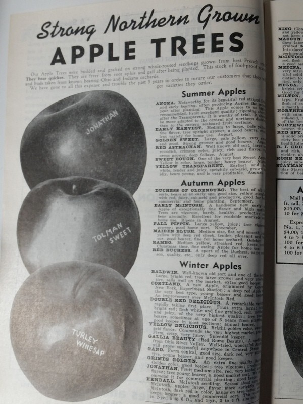 1940 Allen's Nurseries and Seed House Catalog Geneva, Ohio Golden Jubilee Peach gallery