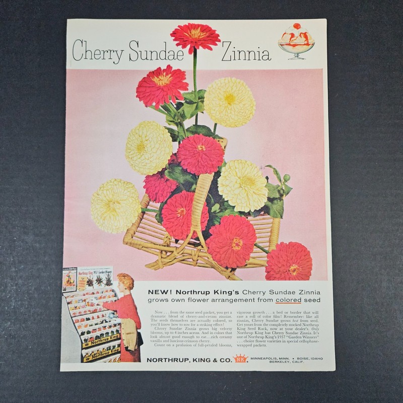 1957 Northrup King Cherry Sundae Zinnia Vintage Print Ad Garden Winners Seeds