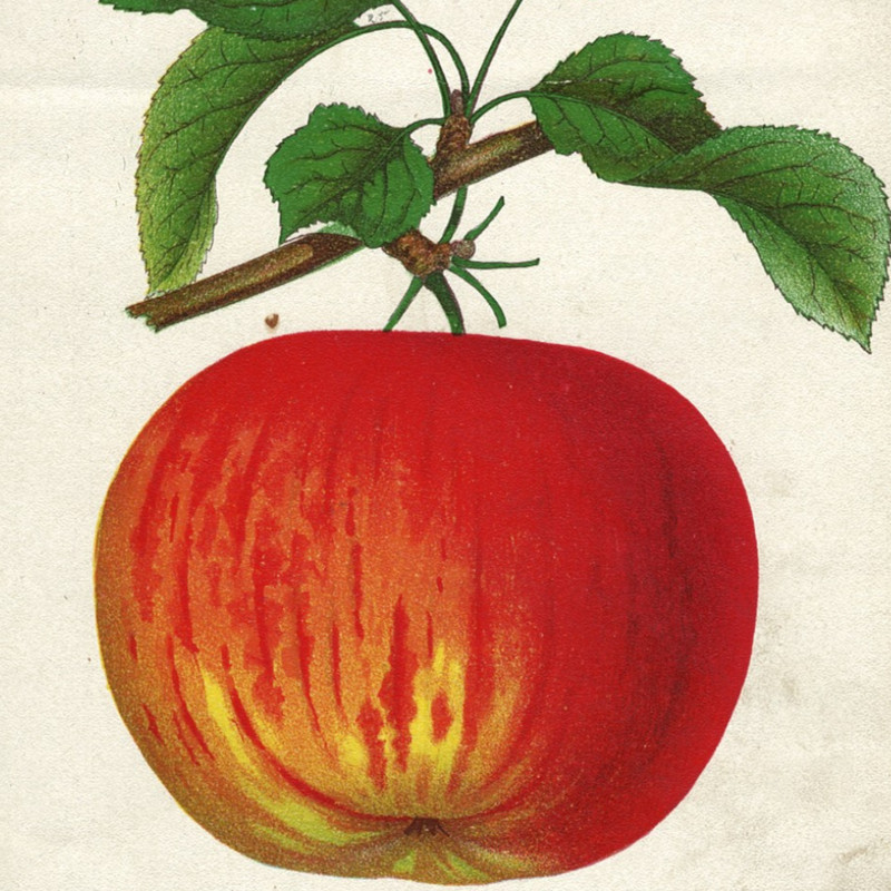 Victorian Seed Catalog Print WAGENER APPLE Chromolithograph 1884 Botanical Art