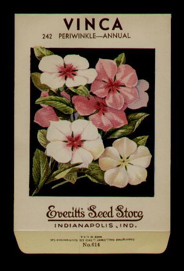 1930’s VINCA LITHO SEED PACKET GALLOWAY- EVERITT’S SEED, INDIANAPOLIS,IND