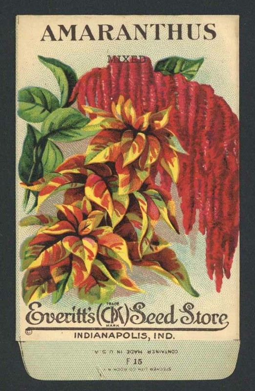AMARANTHUS, Mixed, Everitt's Antique Seed Packet, Kitchen Decor, 198