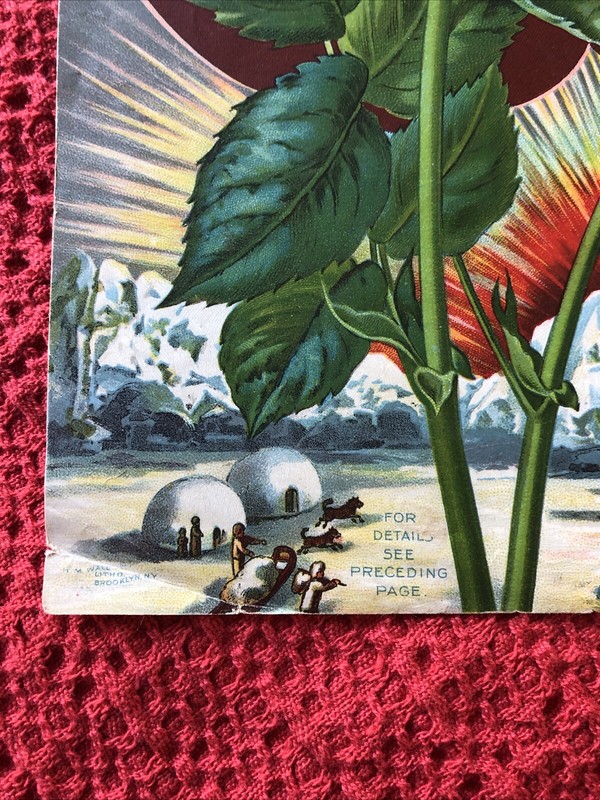 Antique White Climbing Rose Cover For The Dingee & Conard Co. Seeds/Plants 1897 gallery