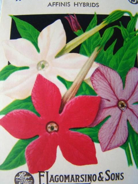 Vintage NICOTIANA, F. Lagomarsino Sons Flower Seed PACKET Country Store, Unused gallery