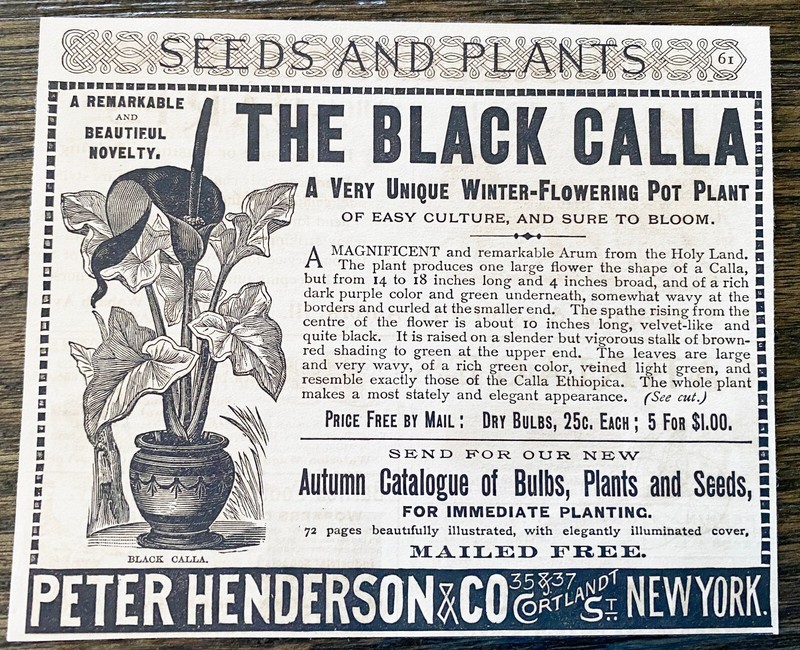BLACK CALLA LILY Vtg Flower Seed Pack Peter Henderson Antique 1892 Print Ad