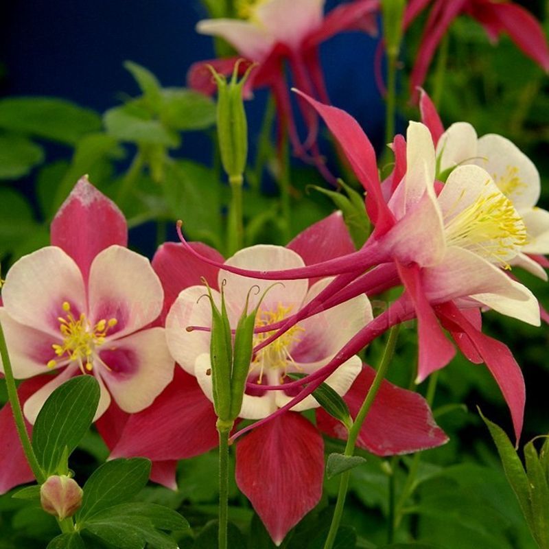 50 Colourful Columbine Seeds Aquilegia Seed gallery