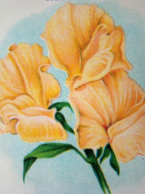 Antique SWEET PEAS 'BURT'S SEED' Flower Seed PACKET, Country Store, Unused gallery