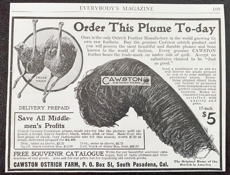 1905 CAWSTON OSTRICH FARM Vtg Print Ad~South Pasadena CA Bird Feather Plume Sale