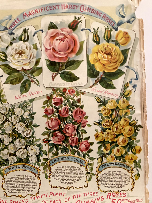 1800’s May’s Climbing Roses 50 cents chromolithograph print AD of catalog page