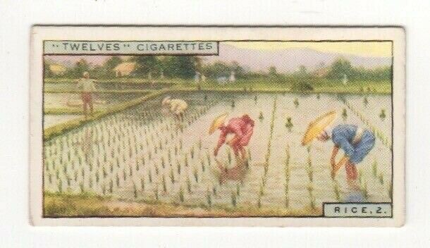 NZ Dominion Cigarette Card #29 Transplanting the rice shoots in Japan