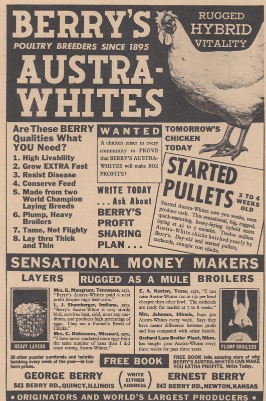 Vintage 1946 Berry’s Austra Whites Chicken Quincy IL Newton KS Farming Print Ad