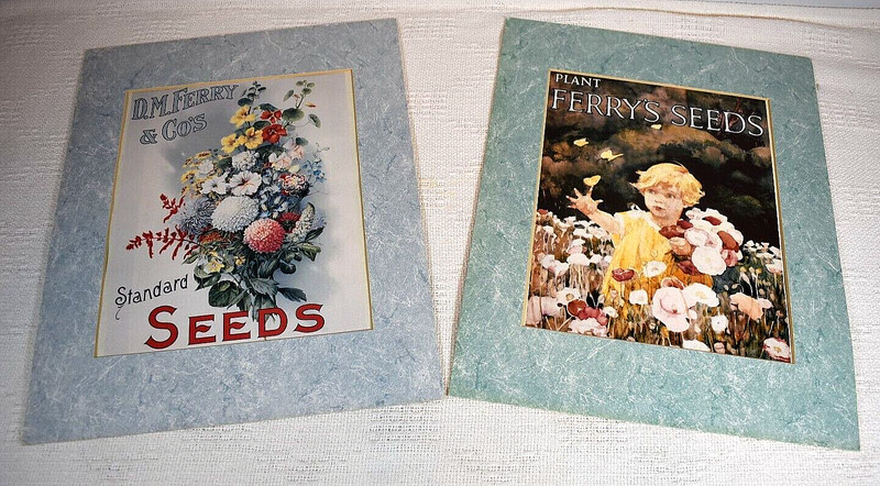 D.M. Ferry & Co VINTAGE Picture Set Seed Advert of Bouquet & Girl w/ Butterflies