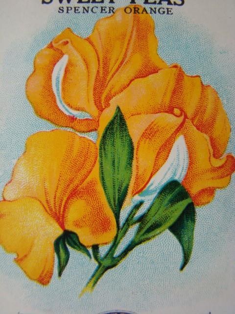 Antique SWEET PEAS 'BURT'S SEED' Flower Seed PACKET, Country Store, Unused gallery
