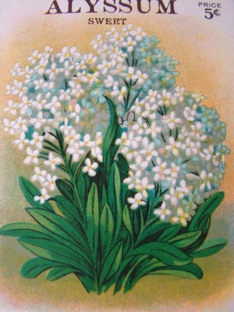 Antique ALYSSUM 'BURT'S SEED' Flower Seed PACKET, Country Store, Unused gallery