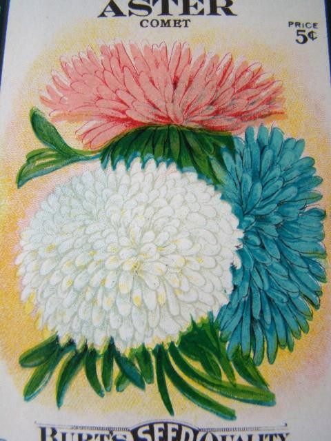 Antique ASTER COMET 'BURT'S SEED' Flower Seed PACKET, Country Store, Unused gallery