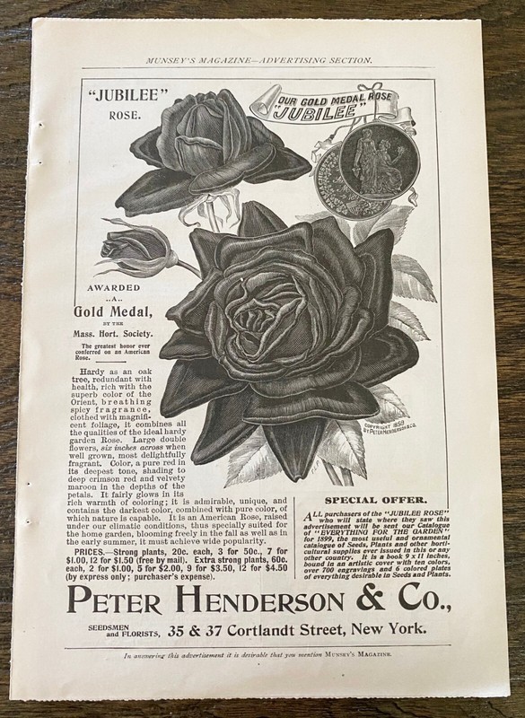 JUBILEE ROSE Peter Henderson Flower Seed Co Original 1899 Vtg Victorian Print Ad gallery
