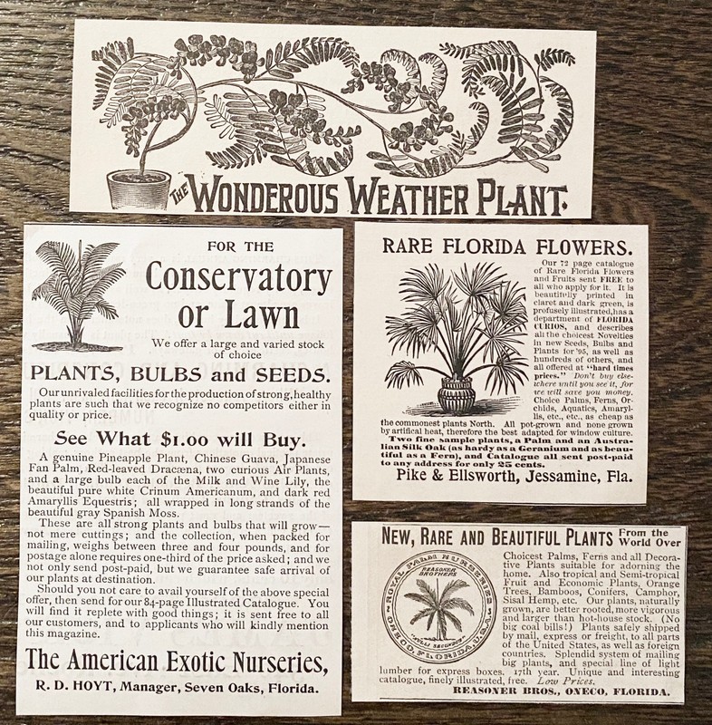 FLORIDA PALM PLANTS Am.Exotic Nursery, Reasoner, Pike&Ellsworth c1890s Print Ads