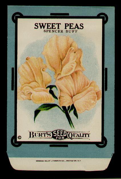 ANTIQUE 1910’s BURTS SWEET PEAS SPENCER BUFF LITHO SEED PACKET ~RARE~