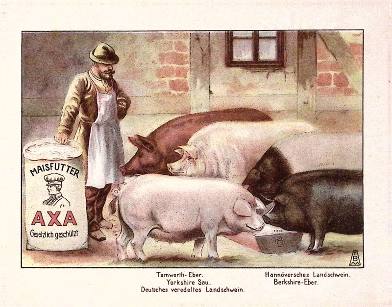 c1915 Maisfutter AXA Corn Feed GERMAN Envelope Yorkshire Pig Berkshire Boar