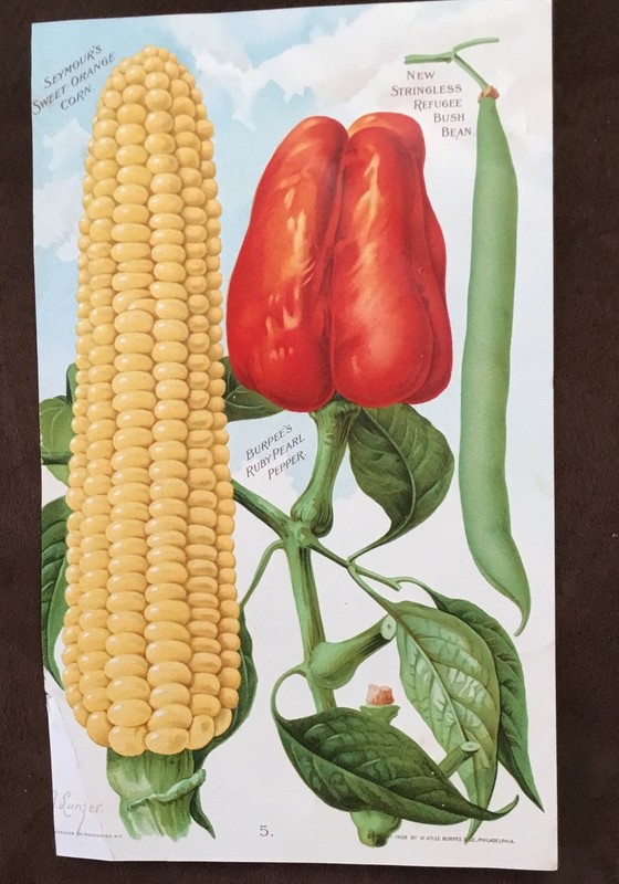1909 Burpee Paper Dwarf Giant Tomato Seed & Corn, Pepper, & Green Bean Picture gallery