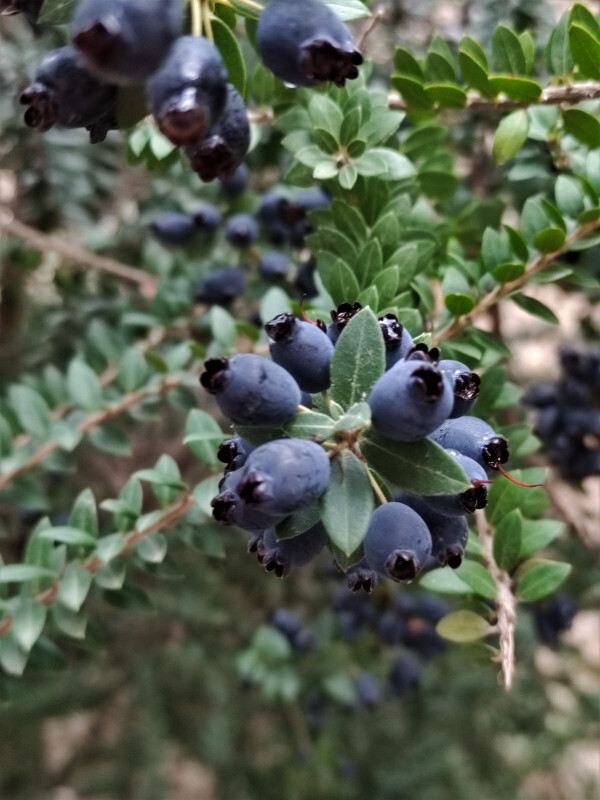 Myrtus communis seeds subsp. Tarentina common true myrtle